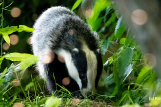 Young badger