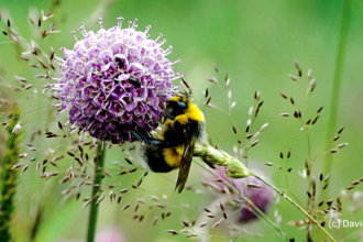 Bee on a flower