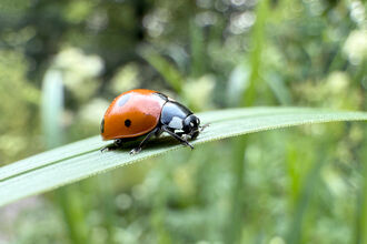 Lady Bridge (c) Jason Conway