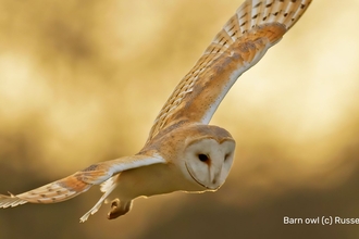 Barn Owl
