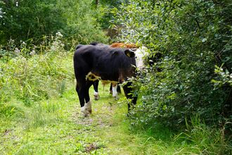 Lower Woods Grazing GWT