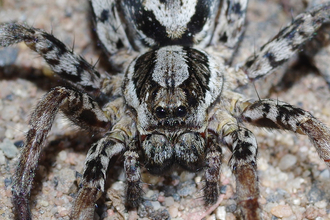 Female Great fox spider