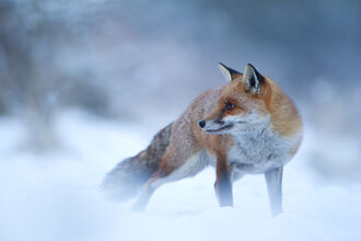 Red Fox (Vulpes vulpes) Vixen in the Snow during winter, Cannock Chase, Staffordshire
