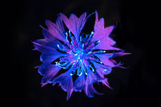 A Cornflower photographed in UV light