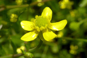 Badgeworth Buttercup