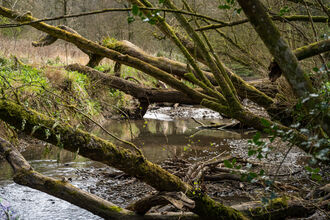 Lower Woods Spring Stream