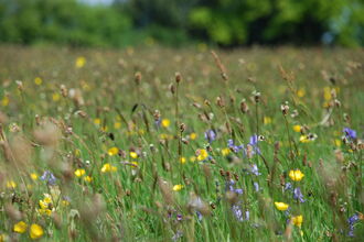 Clarkes Pool Meadow May 12 2009 - Wildflowers in bloom