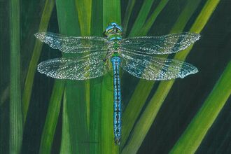 Water colour paiting of blue dragonfly