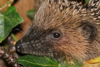 Close up of a hedgehog among ivy leaves