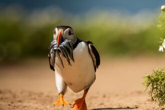 A puffin running across the sand with a beak full of sand eels