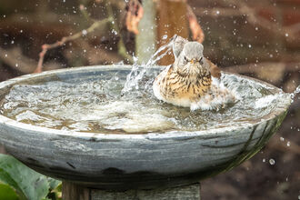 Bird having a splash in bird bath