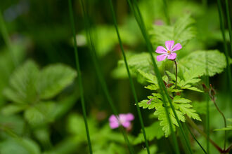 Collin Park Wood Pink Flower