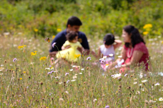 Parents with their two young children sat in a flower-filled meadow. The flowers in the foreground are in focus, with the family in soft focus behind