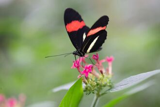 Black and Red Butterfly