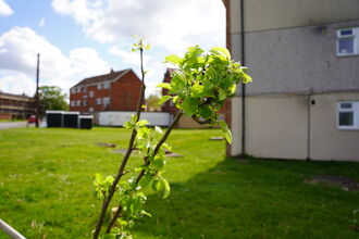 A small tree planted in a green space with buildings in the background.