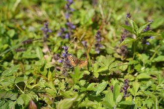 a pearl bordered fritillary butterfly resting amongst foliage