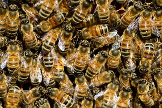 Bees all on top of each other