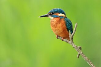 A kingfisher perched on a branch in front of a green background. It's a compact bird with a strong beak, blue back and orange belly