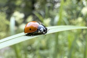 Close-up of a ladybird on a blade of grass