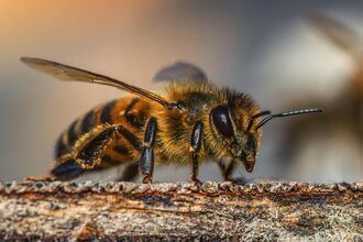 Single Bee