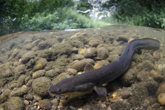 An eel lying on a pebbly river bed
