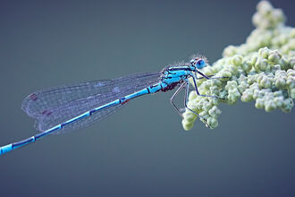 Blue Damselfly