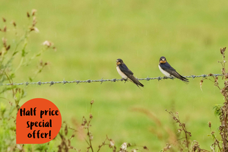 Two juvenile swallows sat on a wire line.