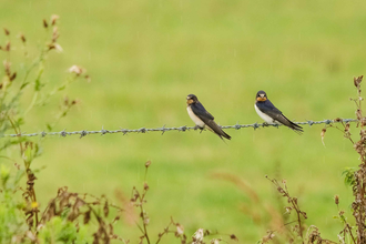 Two juvenile swallows sat on a wire line.