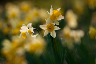 Four wild daffodils in focus with a background of blurred daffodils