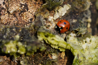 A ladybird crawls along a piece of deadwood with lichen