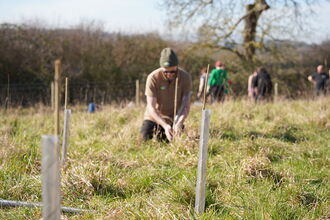 A person planting a tree in a field with a hedgerow behind them.