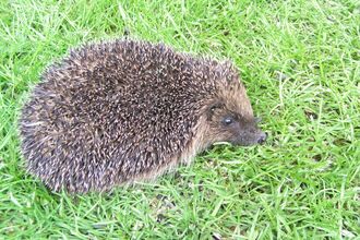 hedgehog in the garden