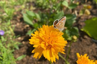 A brown argus butterfly on a yellow flower
