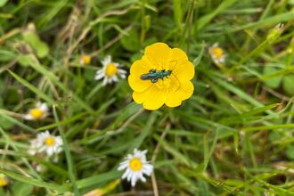 A thick-legged flower beetle on a buttercup with grass and daisies in the background