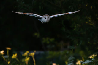 Barn Owl with wings stretched flying towards camera at night