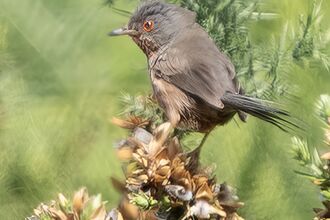 Dartford warbler in Forest of Dean sitting on a plant with gorse in the background. Colour image