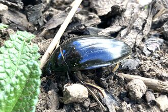 A black shiny beetle on some soil