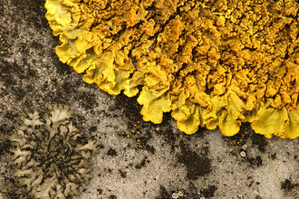 Predominantly a Yellow lichen, growing on a grey rock. The lower left quadrant has a whiey/grey lichen in it