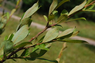 Leaves of a grey willow tree on a branch pointing diagonally across the screen to the right. Grassy background. 