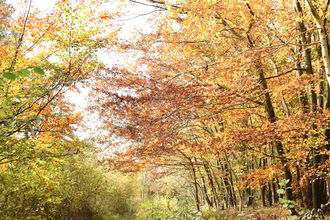 A wood in autumn, a path is to the lower left of the image, with the upper left quadrant being clear sky and the right half of the image being trees with autumnal leaves