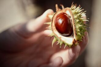 Conker in shell, being held by a hand