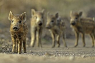 four wild boar piglets along a path