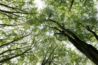 Looking up at a canopy of green tree leaves from the ground