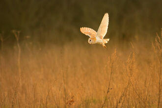 Barn owl swooping over a field 
