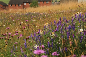 Wildflower meadow at Belper Coppice