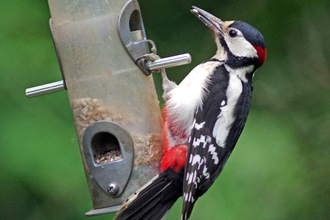 Hairy Woodpecker feeding on a bird feeder