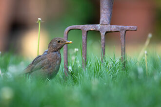 Blackbird in the grass in front of a pitchfork