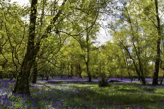 Bluebell woodland © Jon Hawkins – Surrey Hills Photography