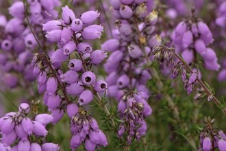 Bell heather in flower. 