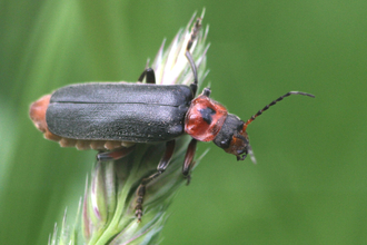 Cantharis rustica, a black and red soldier beetle with a black, heart-shaped mark on its red pronotum, rests on a grass seedhead